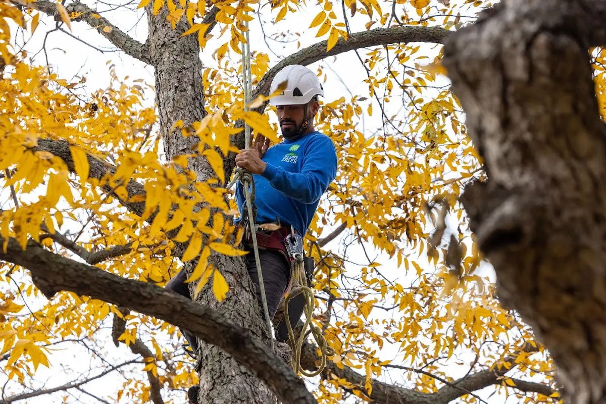 Skilled Tree Planting crew working in Almont