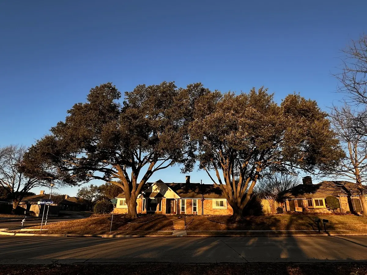 Established residential canopy tree shading a home in Almont